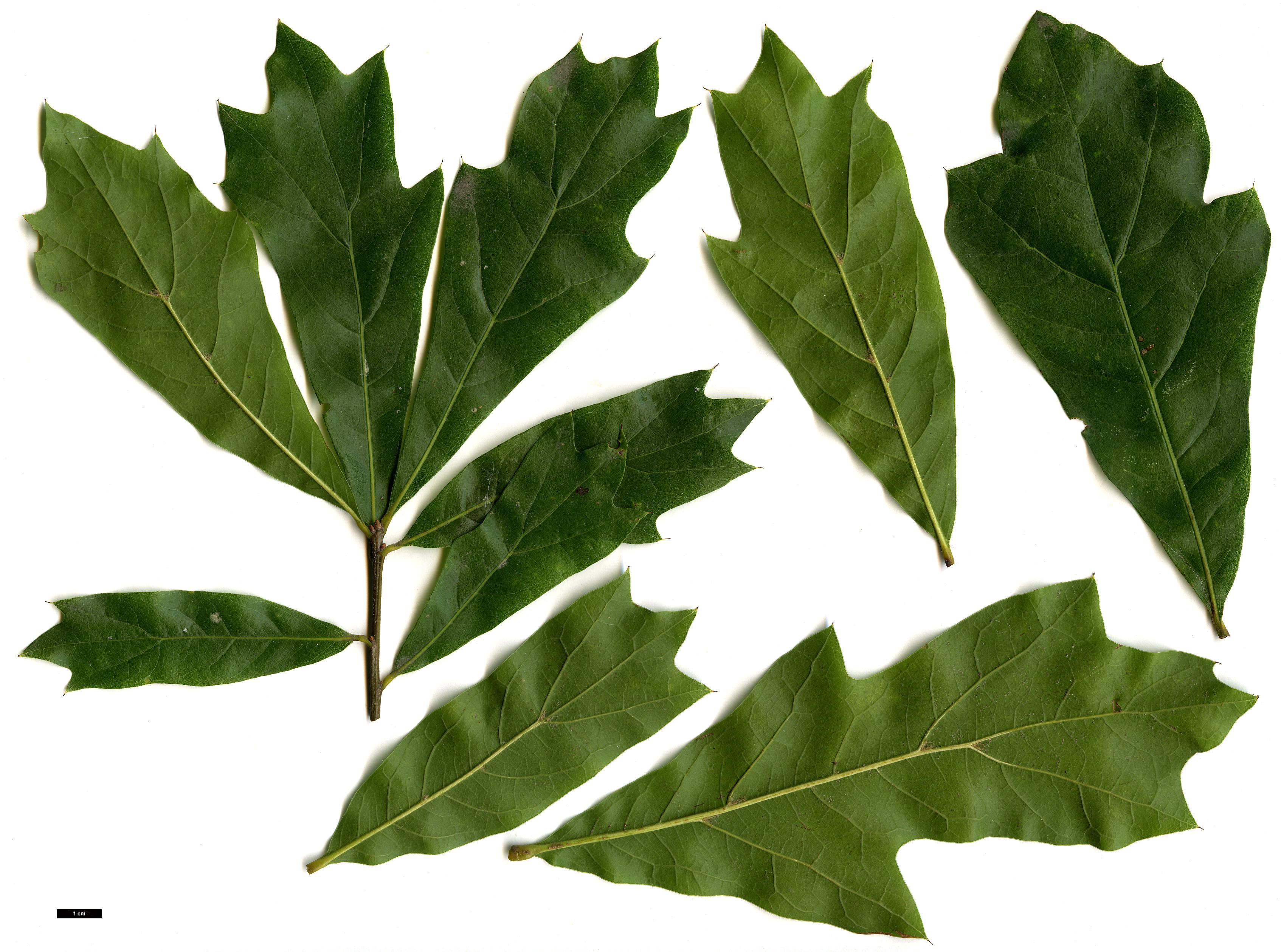 High resolution image: Family: Fagaceae - Genus: Quercus - Taxon: nigra hybrid
